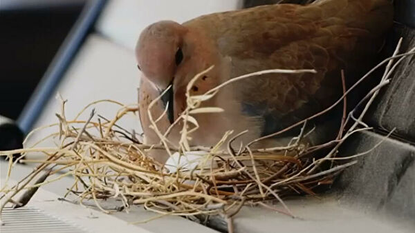 В Дубае птицы свили гнездо на капоте машины наследного принца