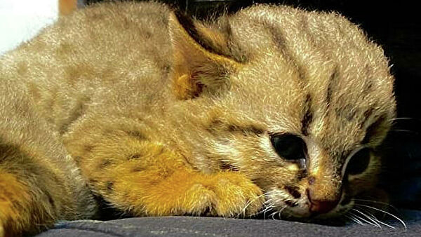 В Новосибирском зоопарке показали первых котят редких ржаво-рыжих кошек