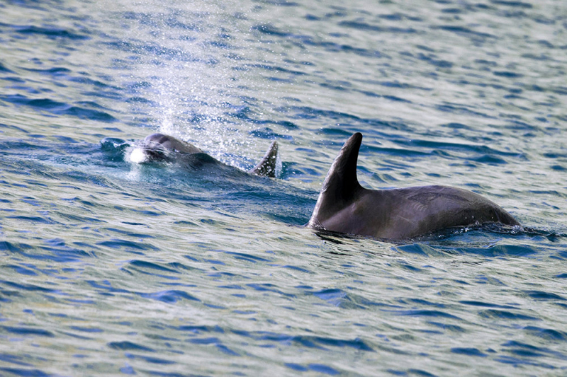 Принят закон о запрете промышленного вылова китов и дельфинов