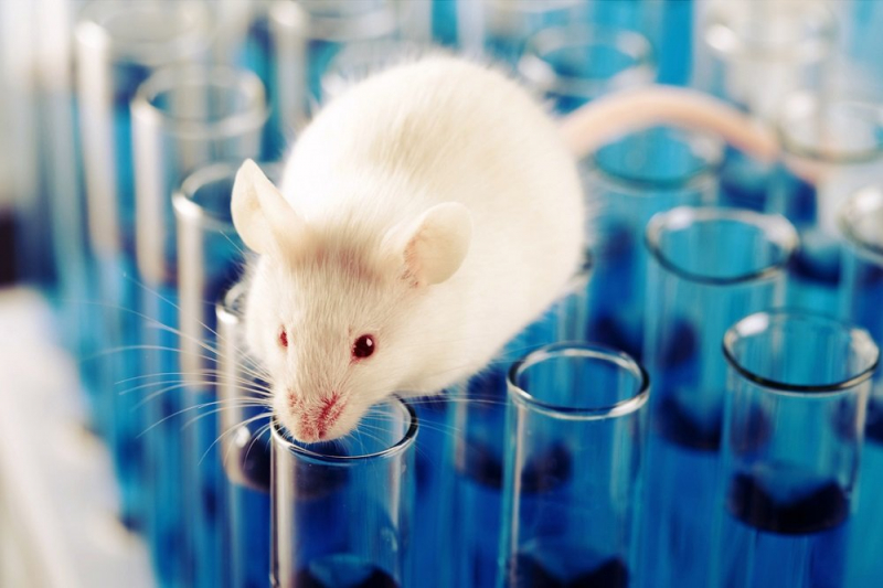 В Роспотребнадзоре сообщили, что "омикрон" способен передаваться мышам