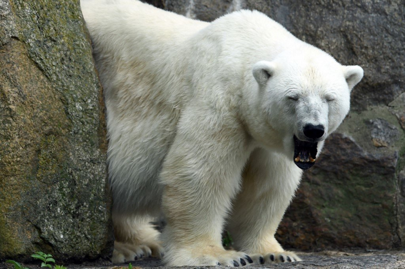 В зоопарке Берлина умерла самая старая белая медведица Европы