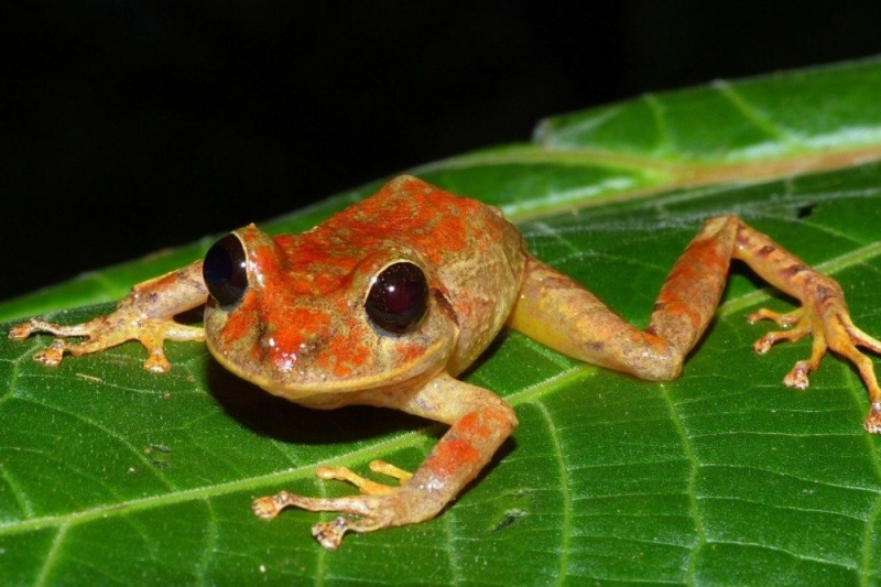 Дождевую лягушку из Панамы назвали в честь Греты Тунберг