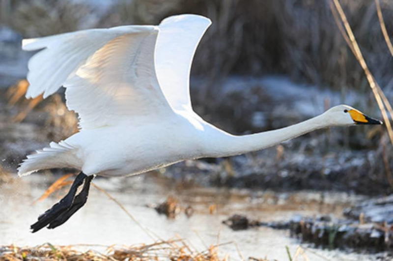 Первых перелетных птиц заметили в Беловежской пуще и окрестностях