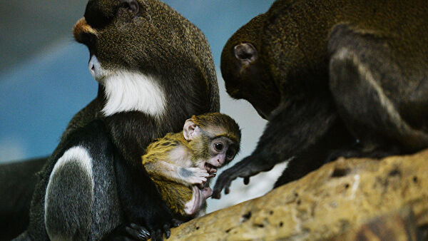  В Новосибирском зоопарке получился целый "детский сад" обезьян